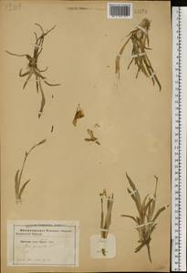 Iris pumila L., Eastern Europe, South Ukrainian region (E12) (Ukraine)