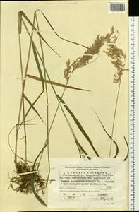 Calamagrostis purpurea (Trin.) Trin., Eastern Europe, Eastern region (E10) (Russia)