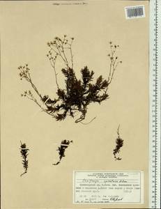Saxifraga bronchialis subsp. bronchialis, Siberia, Altai & Sayany Mountains (S2) (Russia)