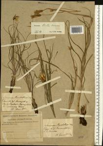 Pseudopodospermum tauricum (M. Bieb.) Vasjukov & Saksonov, Eastern Europe, Lower Volga region (E9) (Russia)