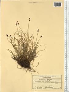 Carex lachenalii Schkuhr , nom. cons., Western Europe (EUR) (Norway)