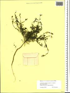 Linaria genistifolia subsp. euxina (Velen.) D. A. Sutton, Crimea (KRYM) (Russia)