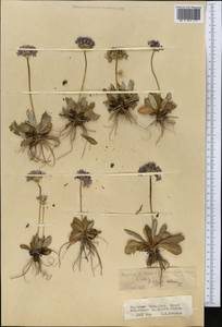 Primula algida Adams, Middle Asia, Northern & Central Tian Shan (M4) (Kyrgyzstan)