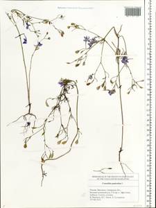 Delphinium consolida subsp. paniculatum (Host) N. Busch, Eastern Europe, Middle Volga region (E8) (Russia)