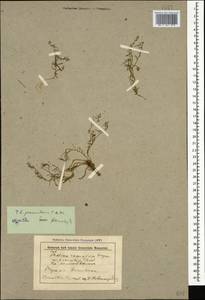 Thesium procumbens C. A. Mey., Caucasus, Stavropol Krai, Karachay-Cherkessia & Kabardino-Balkaria (K1b) (Russia)