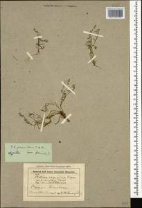 Thesium procumbens C. A. Mey., Caucasus, Stavropol Krai, Karachay-Cherkessia & Kabardino-Balkaria (K1b) (Russia)