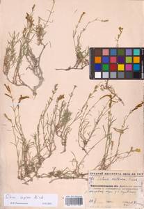 Silene supina M.Bieb., Eastern Europe, North Ukrainian region (E11) (Ukraine)