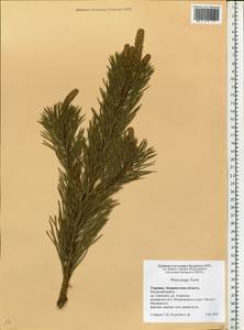 Pinus mugo Turra, Eastern Europe, West Ukrainian region (E13) (Ukraine)