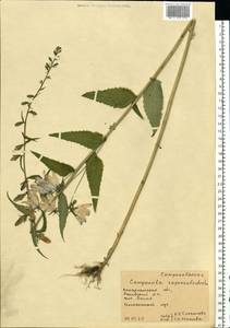 Campanula rapunculoides L., Eastern Europe, West Ukrainian region (E13) (Ukraine)