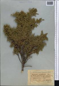 Juniperus pseudosabina Fisch. & C.A.Mey., Middle Asia, Northern & Central Tian Shan (M4) (Kyrgyzstan)