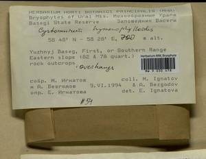Cyrtomnium hymenophylloides (Huebener) T.J. Kop., Bryophytes, Bryophytes - Permsky Krai, Udmurt Republic, Sverdlovsk & Kirov Oblasts (B8) (Russia)