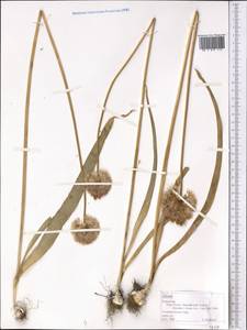 Allium, Middle Asia, Northern & Central Tian Shan (M4) (Kazakhstan)