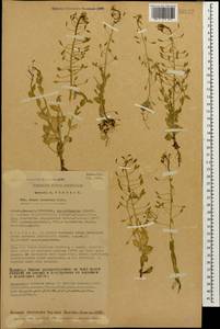 Draba nemorosa L., Caucasus, Georgia (K4) (Georgia)