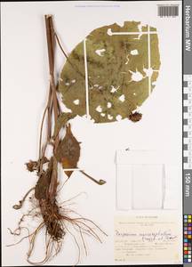 Carpesium macrocephalum Franch. & Sav., Siberia, Russian Far East (S6) (Russia)