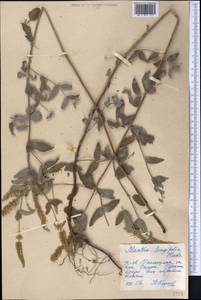Mentha longifolia var. asiatica (Boriss.) Rech.f., Middle Asia, Caspian Ustyurt & Northern Aralia (M8) (Kazakhstan)
