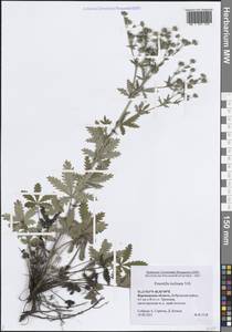 Potentilla inclinata Vill., Eastern Europe, Central forest-and-steppe region (E6) (Russia)