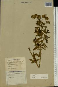 Euphorbia esula L., Eastern Europe, Latvia (E2b) (Latvia)