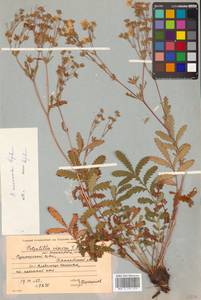 Potentilla tanacetifolia Willd. ex D. F. K. Schltdl., Siberia, Russian Far East (S6) (Russia)