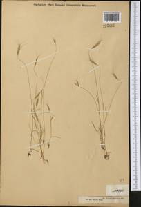 Bromus oxyodon Schrenk, Middle Asia, Dzungarian Alatau & Tarbagatai (M5) (Kazakhstan)