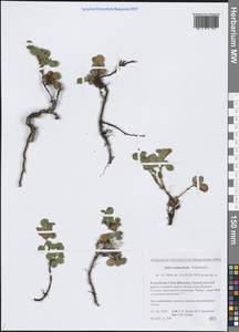 Salix nummularia Andersson, Siberia, Yakutia (S5) (Russia)