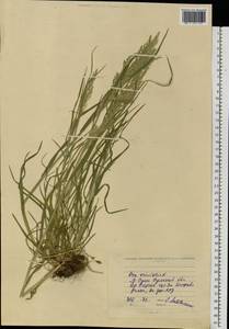 Poa trivialis L., Eastern Europe, North Ukrainian region (E11) (Ukraine)