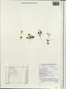 Diplotaxis acris (Forssk.) Boiss., South Asia, South Asia (Asia outside ex-Soviet states and Mongolia) (ASIA) (Israel)