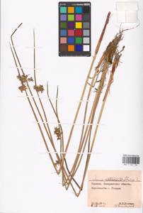 Juncus effusus L., Eastern Europe, West Ukrainian region (E13) (Ukraine)