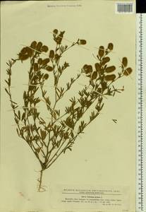 Trifolium arvense L., Eastern Europe, West Ukrainian region (E13) (Ukraine)