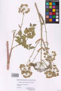 Ostericum palustre (Besser) Besser, Eastern Europe, Western region (E3) (Russia)