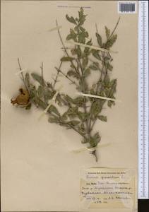 Punica granatum L., Middle Asia, Pamir & Pamiro-Alai (M2) (Uzbekistan)