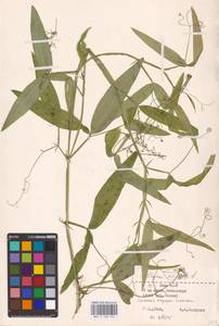 Lathyrus sylvestris L., Eastern Europe, Northern region (E1) (Russia)