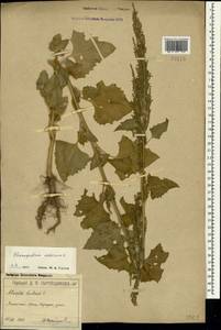 Oxybasis urbica (L.) S. Fuentes, Uotila & Borsch, Crimea (KRYM) (Russia)