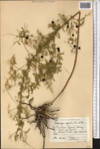 Asparagus neglectus Kar. & Kir., Middle Asia, Western Tian Shan & Karatau (M3) (Kyrgyzstan)