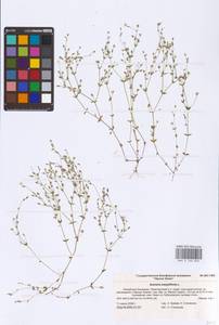 Arenaria serpyllifolia L., Eastern Europe, Lower Volga region (E9) (Russia)