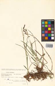 Carex scita var. riishirensis (Franch.) Kük., Siberia, Chukotka & Kamchatka (S7) (Russia)