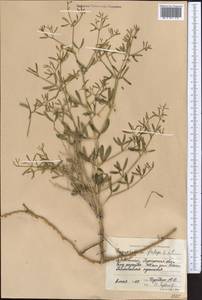 Zygophyllum fabago L., Middle Asia, Syr-Darian deserts & Kyzylkum (M7)