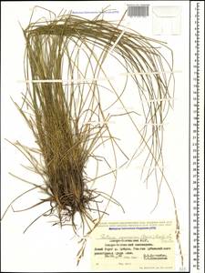 Festuca caucasica (Boiss.) Hack. ex Boiss., Caucasus, North Ossetia, Ingushetia & Chechnya (K1c) (Russia)