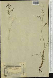 Eragrostis brownii (Kunth) Nees, Australia & Oceania (AUSTR) (Australia)