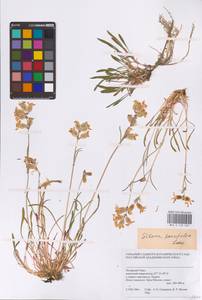 Silene chamarensis Turcz., Siberia, Western Siberia (S1) (Russia)
