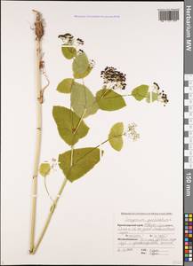 Smyrnium perfoliatum L., Caucasus, Black Sea Shore (from Novorossiysk to Adler) (K3) (Russia)
