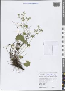 Alchemilla retropilosa Juz., Siberia, Baikal & Transbaikal region (S4) (Russia)