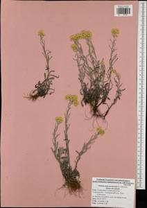 Helichrysum arenarium (L.) Moench, Eastern Europe, Central region (E4) (Russia)