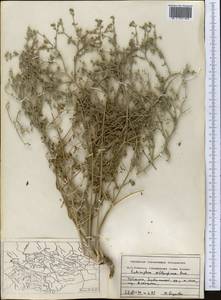 Echinophora sibthorpiana Guss., Middle Asia, Pamir & Pamiro-Alai (M2) (Uzbekistan)