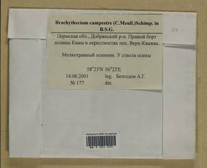 Brachythecium campestre (Müll. Hal.) Schimp., Bryophytes, Bryophytes - Permsky Krai, Udmurt Republic, Sverdlovsk & Kirov Oblasts (B8) (Russia)