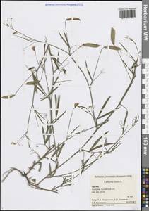 Lathyrus cicera L., Caucasus, Georgia (K4) (Georgia)