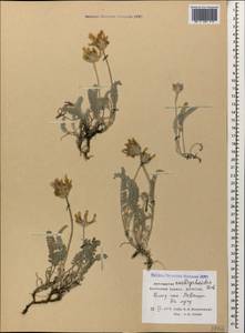 Astragalus onobrychioides Bieb., Caucasus, Dagestan (K2) (Russia)