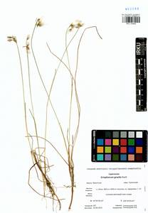 Eriophorum gracile Koch, Siberia, Baikal & Transbaikal region (S4) (Russia)