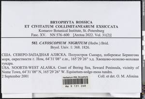 Catoscopium nigritum (Hedw.) Brid., Bryophytes, Bryophytes - America (BAm) (United States)