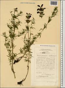 Dracocephalum austriacum L., Caucasus, Stavropol Krai, Karachay-Cherkessia & Kabardino-Balkaria (K1b) (Russia)