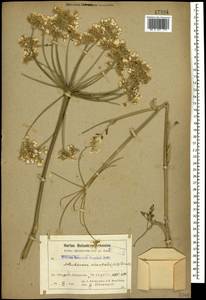 Astrodaucus orientalis (L.) Drude, Caucasus, Armenia (K5) (Armenia)